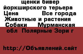 щенки бивер йоркширского терьера › Цена ­ 8 000 - Все города Животные и растения » Собаки   . Мурманская обл.,Полярные Зори г.